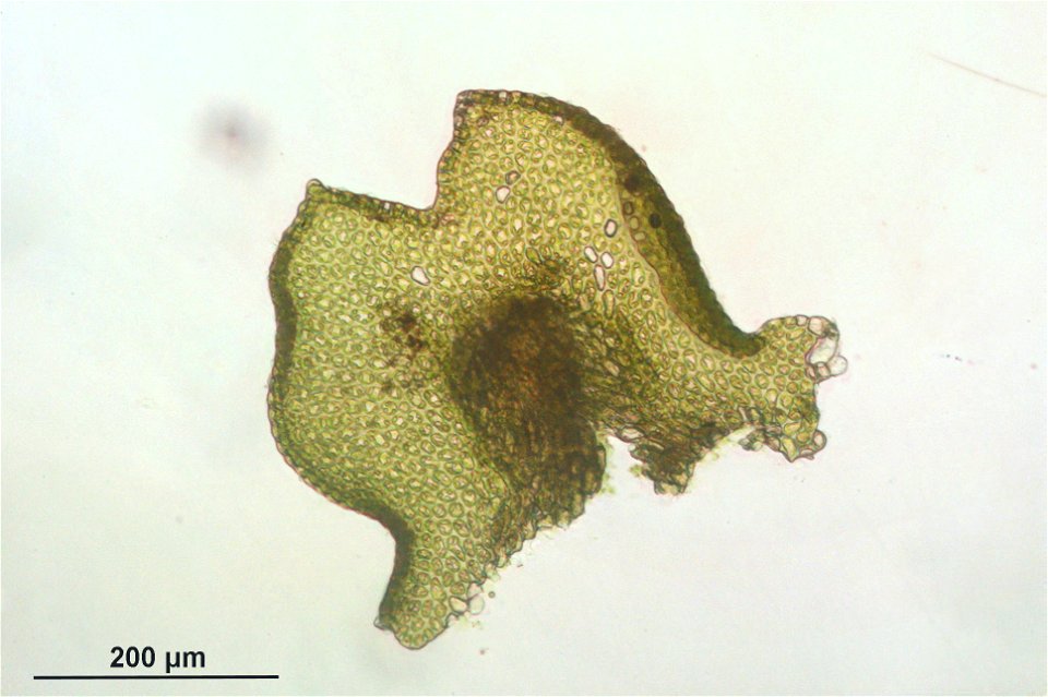 Frullania tamarisci