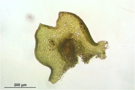 Frullania tamarisci