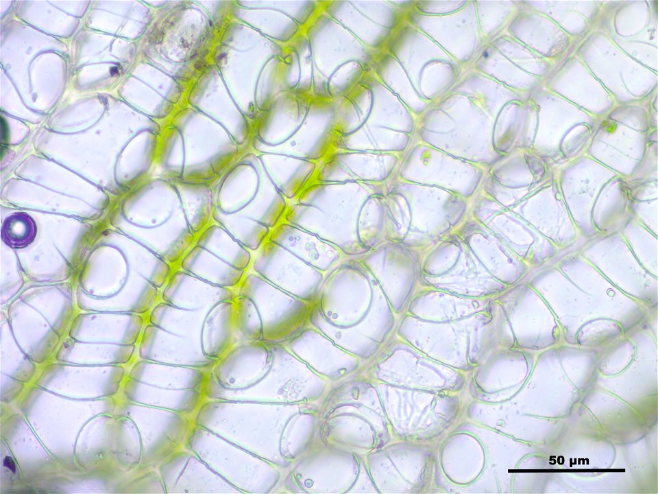 Sphagnum centrale