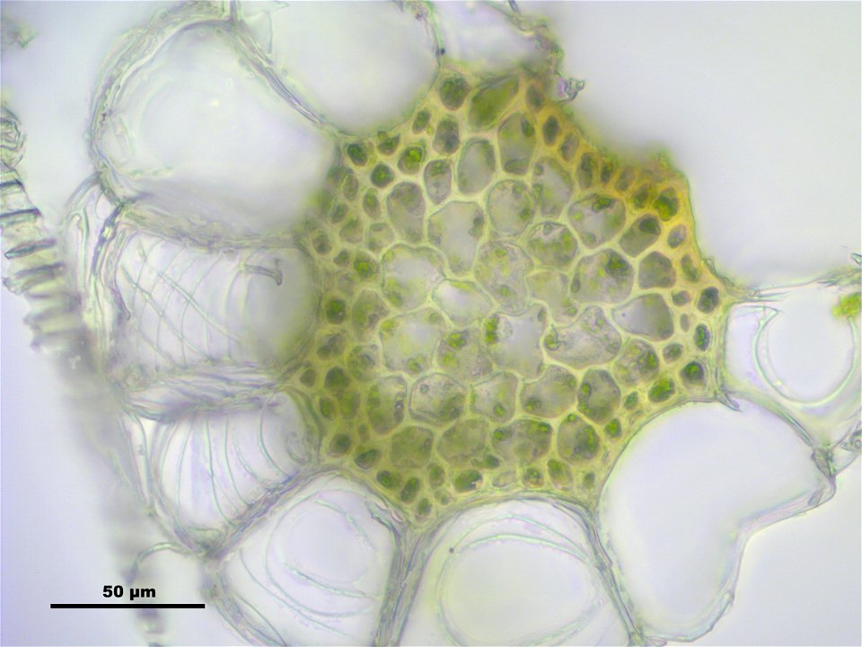 Sphagnum centrale