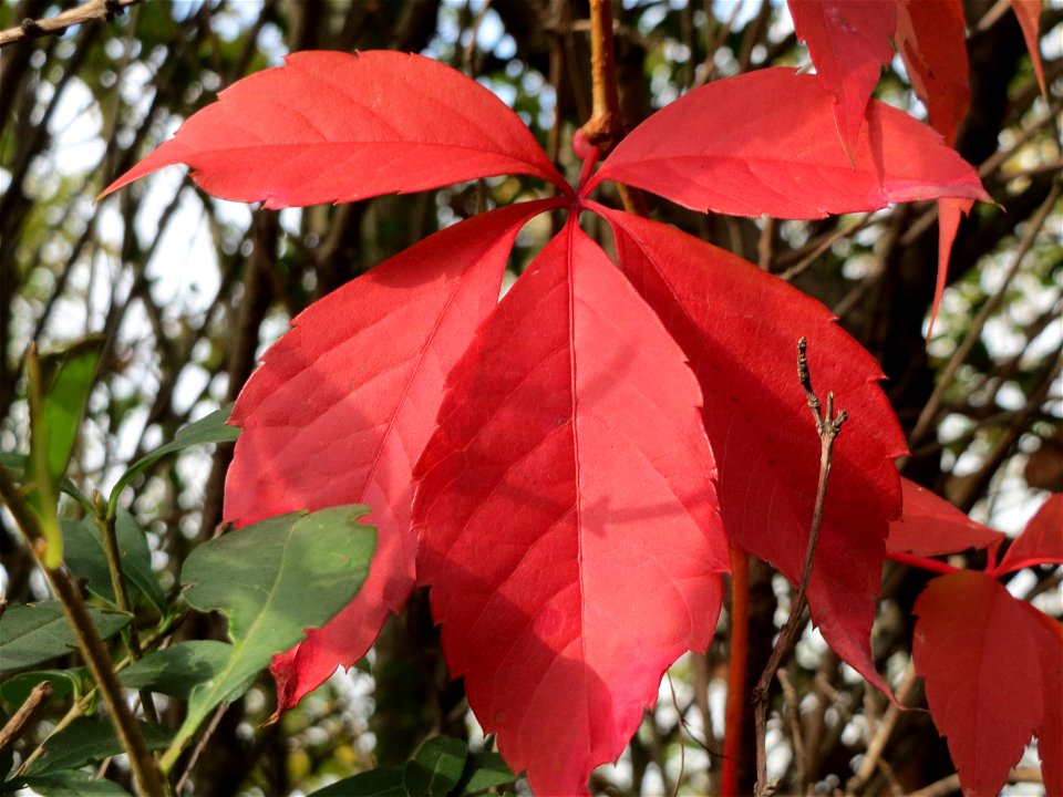 Selbstkletternde Jungfernrebe (Parthenocissus quinquefolia) in Hockenheim