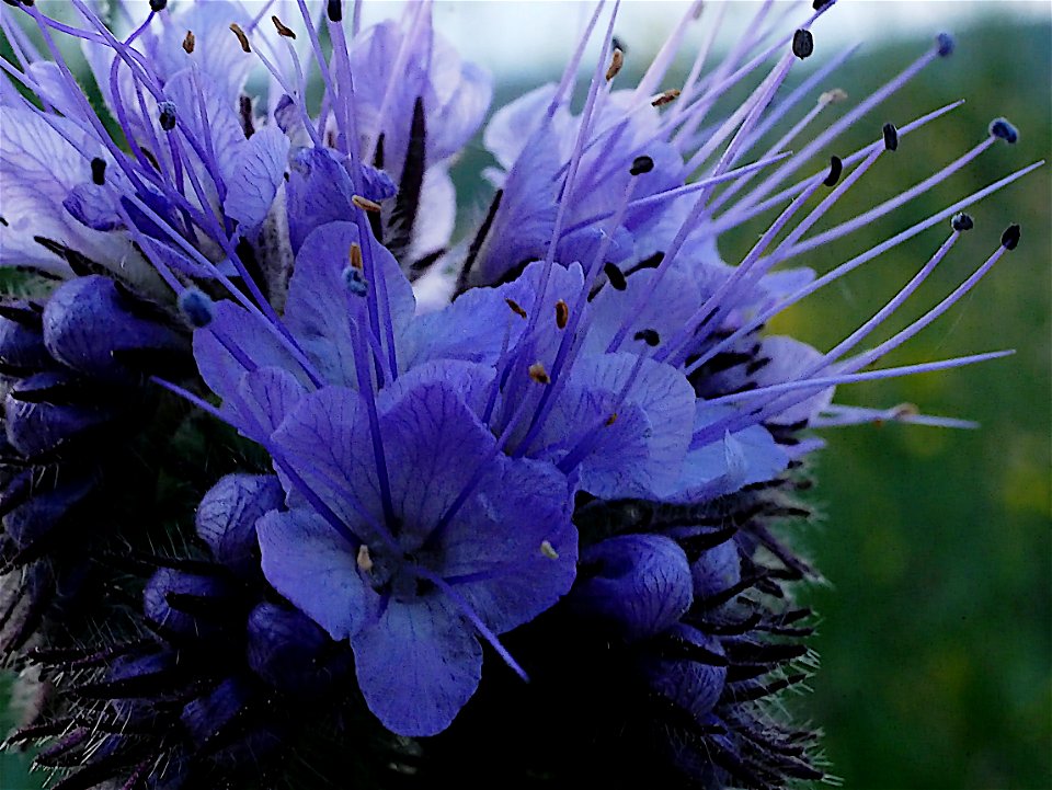 Rainfarn-Phazelie (Phacelia tanacetifolia) im Freilichtmuseum Roscheider Hof - Die Pflanze wächst oft als Gründüngung und Bienenfutter auf den Museumsfelden und - ausgesamt - in dessen Umfeld.