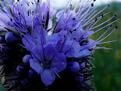 Rainfarn-Phazelie (Phacelia tanacetifolia) im Freilichtmuseum Roscheider Hof - Die Pflanze wächst oft als Gründüngung und Bienenfutter auf den Museumsfelden und - ausgesamt - in dessen Umfeld.