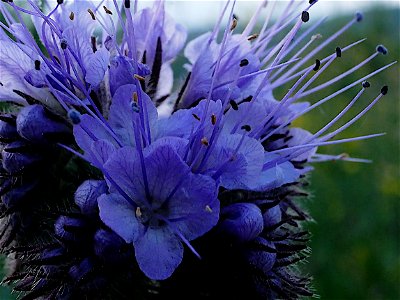 Rainfarn-Phazelie (Phacelia tanacetifolia) im Freilichtmuseum Roscheider Hof - Die Pflanze wächst oft als Gründüngung und Bienenfutter auf den Museumsfelden und - ausgesamt - in dessen Umfeld. photo