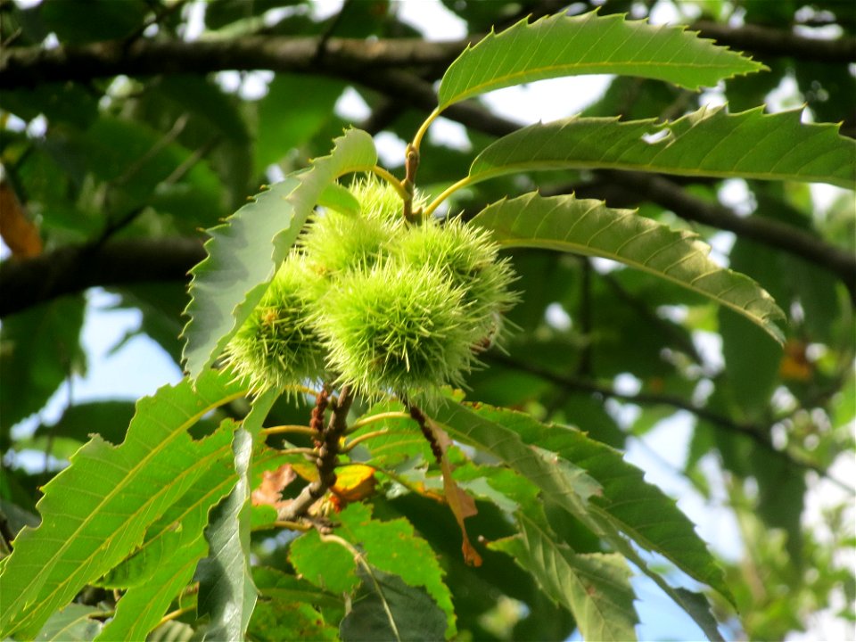 Edelkastanie (Castanea sativa) im Schwetzinger Hardt