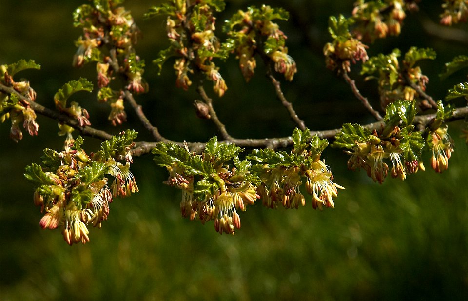 Antarctic Beech. Flowering.