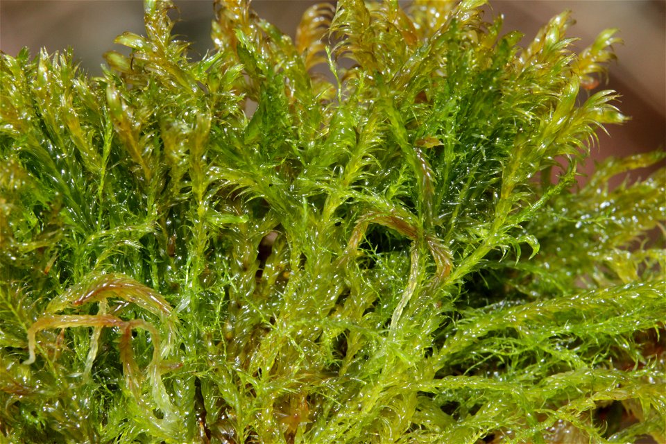 Warnstorfia fluitans