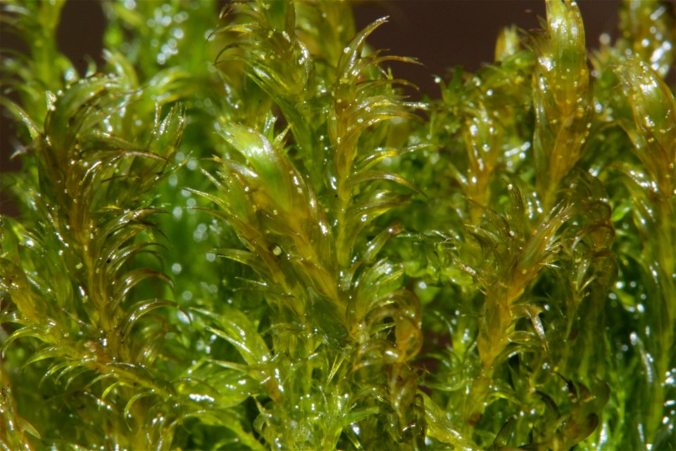 Warnstorfia fluitans