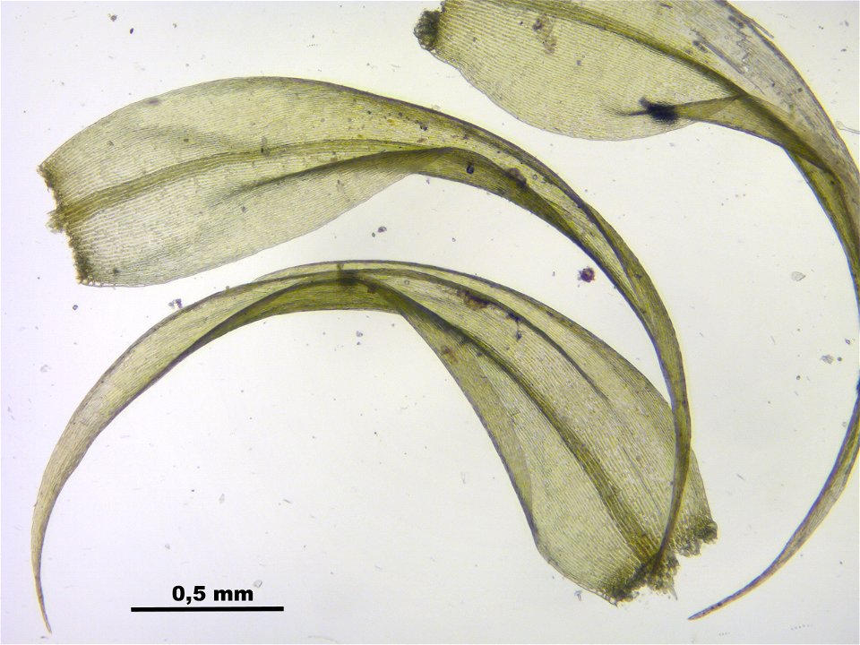Warnstorfia fluitans