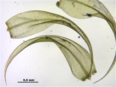 Warnstorfia fluitans