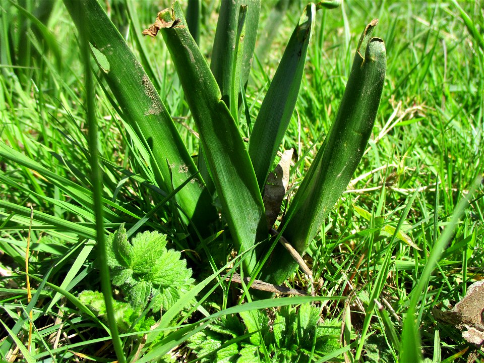 Grundblätter der Herbstzeitlose (Colchicum autumnale) im Naturschutzgebiet „St. Arnualer Wiesen“