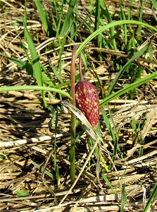 snake's-head fritillary (Fritillaria meleagris) photo