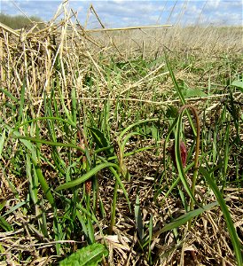 snake's-head fritillary (Fritillaria meleagris) photo