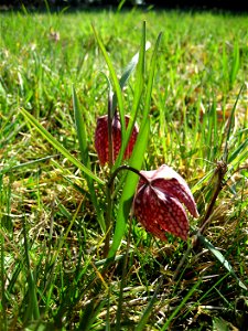 Snake's Head Fritillary (Fritillaria meleagris) in Großsteinbach, Austria, Europe photo