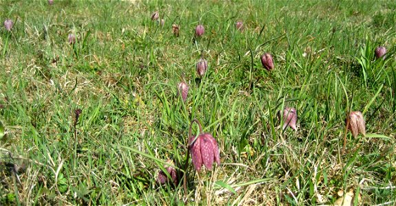 Snake's Head Fritillary (Fritillaria meleagris) in Großsteinbach, Austria, Europe