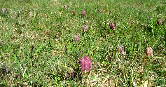 Snake's Head Fritillary (Fritillaria meleagris) in Großsteinbach, Austria, Europe photo