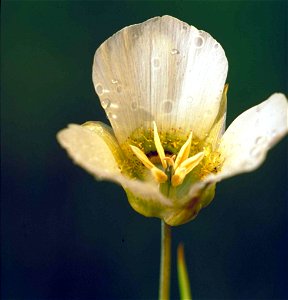 Image title: Sego lily flower calochortus nuttallii with pollen spattered inside blossom Image from Public domain images website, http://www.public-domain-image.com/full-image/flora-plants-public-doma photo