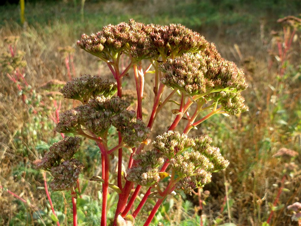 Große Fetthenne (Hylotelephium telephium) in Hockenheim