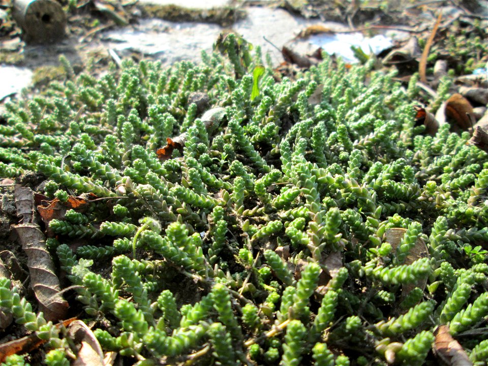 Scharfer Mauerpfeffer (Sedum acre) an der A620 in Alt-Saarbrücken