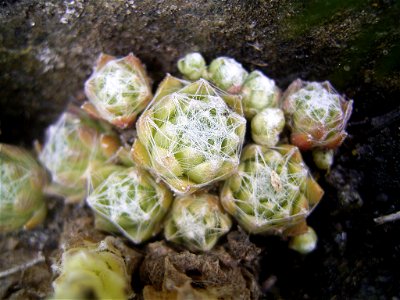 This photo shows Sempervivum arachnoideum photo