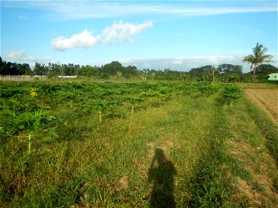 Carica papaya plantations in Angat, Bulacan Trees, grasslands, paddy and vegetable fields in Marungko barangay road, Angat, Bulacan Barangay Marungko  14°56'53"N 121°0'40"E Angat, Bulacan, Bulacan pro