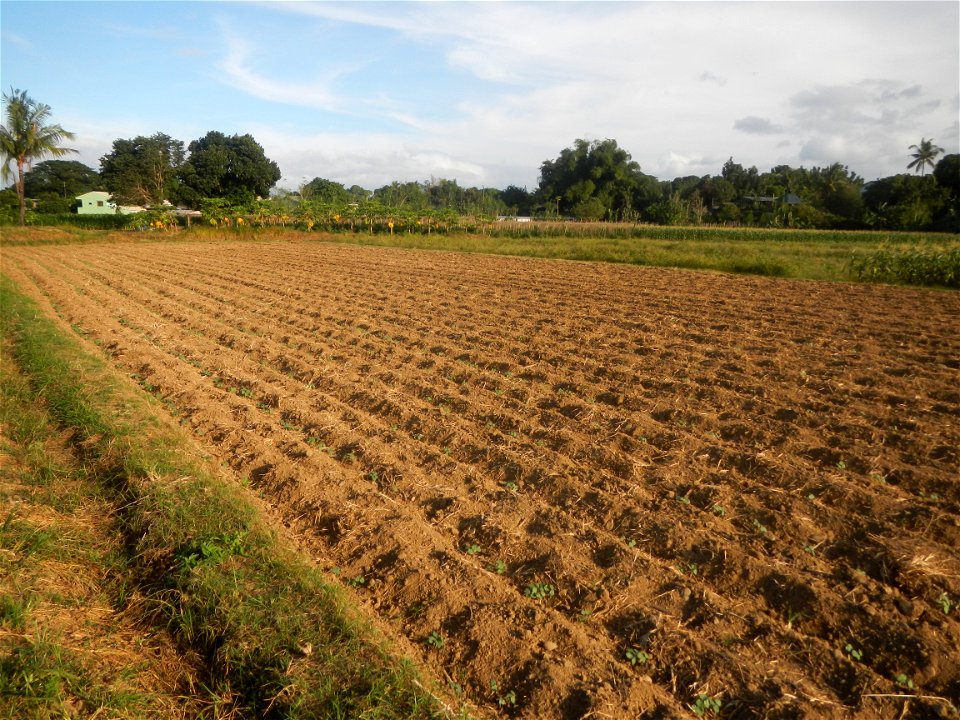 Carica papaya plantations in Angat, Bulacan Trees, grasslands, paddy and vegetable fields in Marungko barangay road, Angat, Bulacan Barangay Marungko  14°56'53"N 121°0'40"E Angat, Bulacan, Bulacan pro