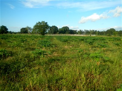 Carica papaya plantations in Angat, Bulacan Trees, grasslands, paddy and vegetable fields in Marungko barangay road, Angat, Bulacan Barangay Marungko  14°56'53"N 121°0'40"E Angat, Bulacan, Bulacan pro