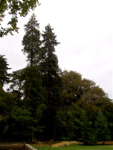 Sequóias Wellington: dois exemplares de "Sequoia sempervirens" plantados por Arthur Wellesley em 1813 na Quinta da Lágrimas, freguesia de Santa Clara, concelho e distrito de Coimbra, Portugal. photo