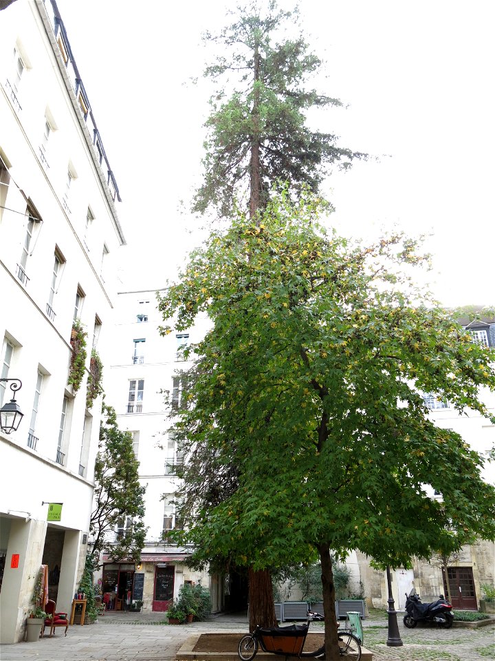 Sequoia sempervirens and acer, Village Saint-Paul (Paris, 4th arr., France).