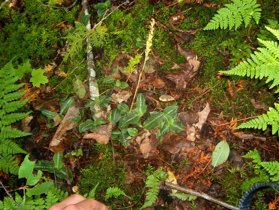 Goodyera repens, Herrick Twp