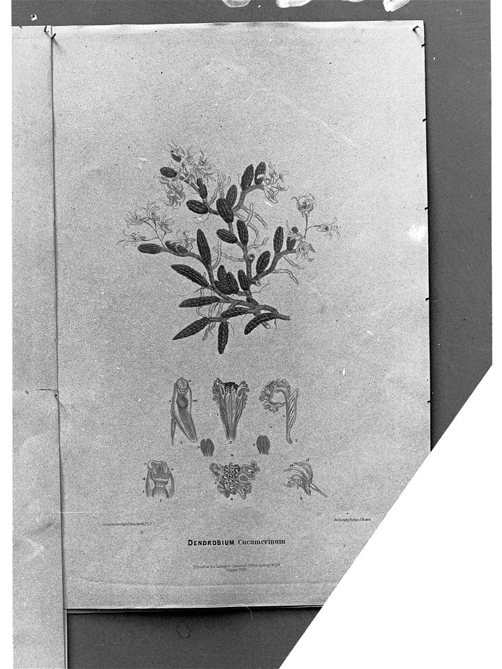 Drawing of plants Dendrobium Cucumerinum - Australian native flora