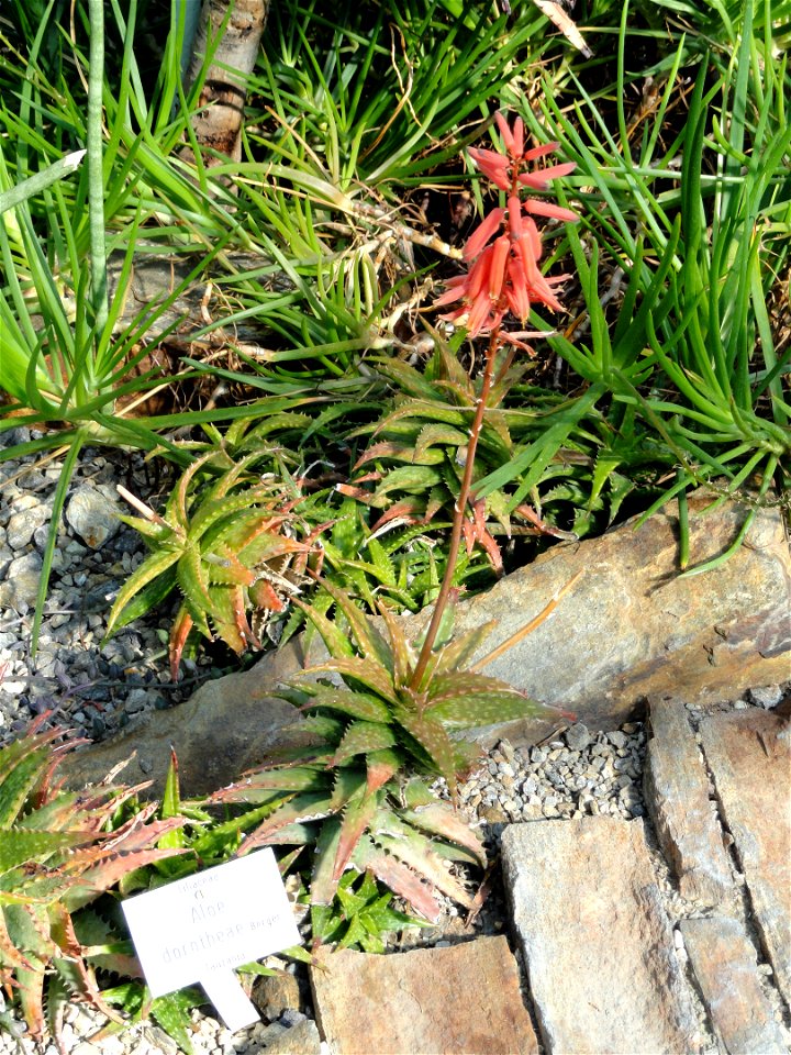 Aloe dorotheae specimen in the Botanischer Garten München-Nymphenburg, Munich, Germany.
