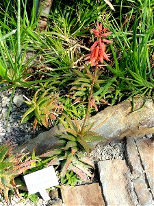 Aloe dorotheae specimen in the Botanischer Garten München-Nymphenburg, Munich, Germany. photo