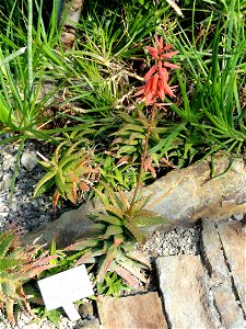 Aloe dorotheae specimen in the Botanischer Garten München-Nymphenburg, Munich, Germany.