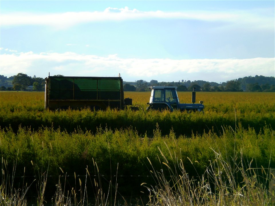 Tea tree oil plantation, harvesting equipment (a Ford tractor pulling a trailer), Coraki, New South Wales, Australia.