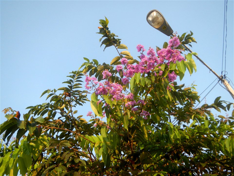 Lythraceae Banaba Lagerstroemia speciosa (L.) Pers. QUEEN'S FLOWER Da ye zi wei Lagerstroemia speciosa Banaba Banabá photo