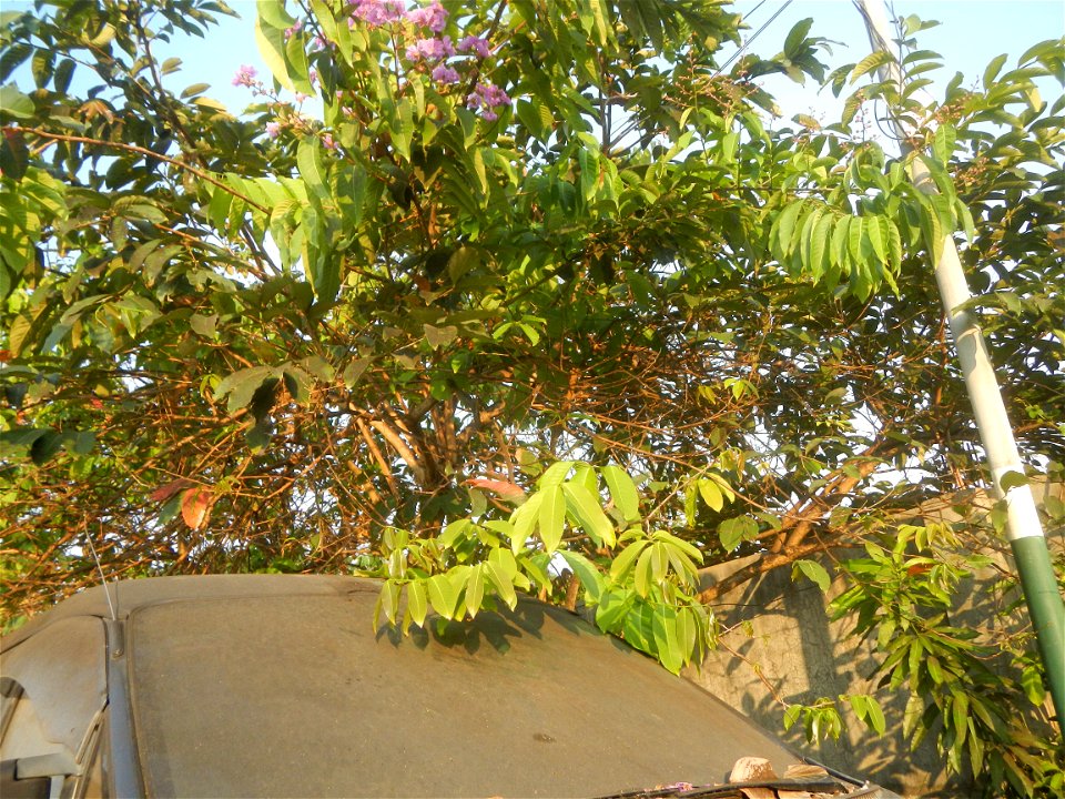 Lythraceae Banaba Lagerstroemia speciosa (L.) Pers. QUEEN'S FLOWER Da ye zi wei  Lagerstroemia speciosa Banaba Banabá