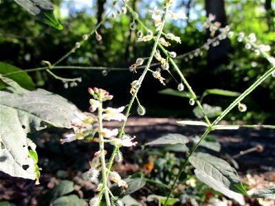 Großes Hexenkraut (Circaea lutetiana) bei Fechingen