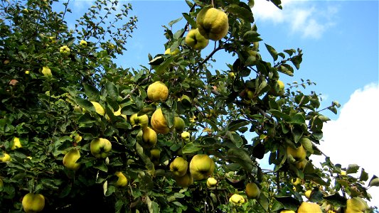 Quinces on tree. Cydonia oblonga. photo