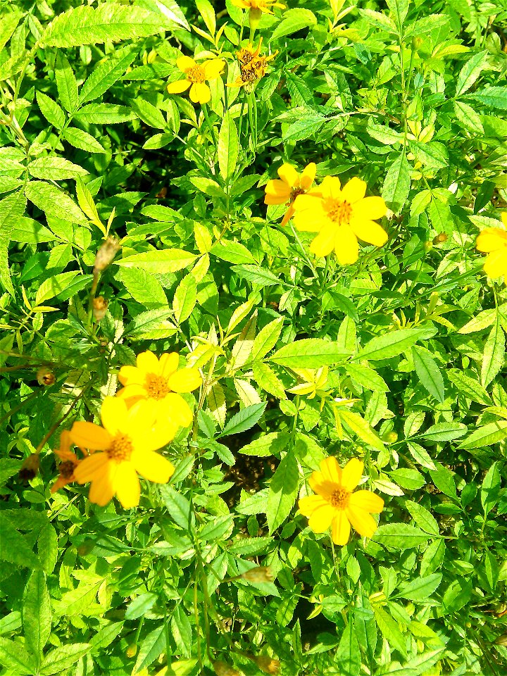 Tagetes lucida HKP 2017 photo