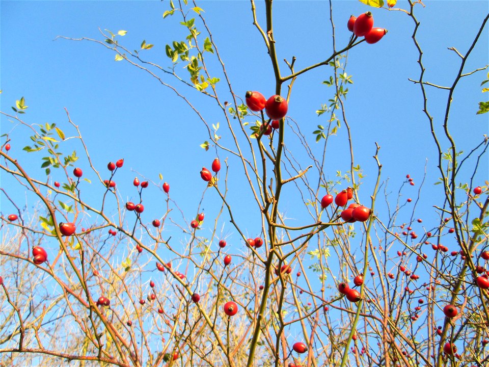 Hagebutten der Hunds-Rose (Rosa canina) in einer Feldhecke bei Reilingen