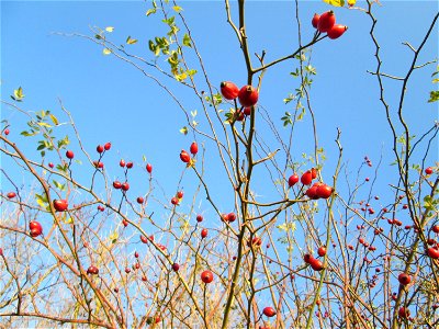 Hagebutten der Hunds-Rose (Rosa canina) in einer Feldhecke bei Reilingen