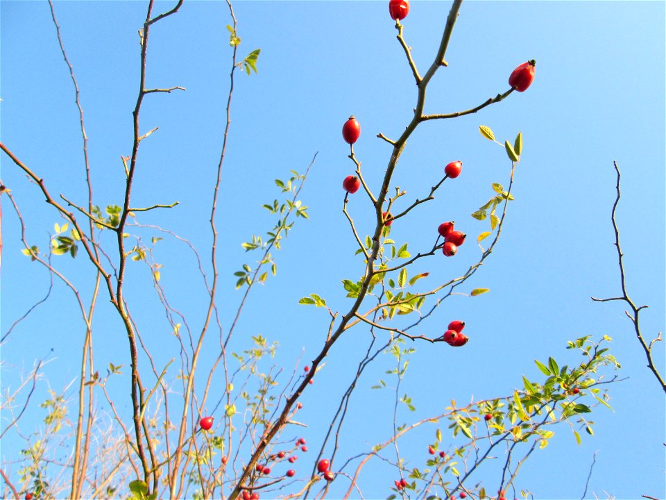 Hagebutten der Hunds-Rose (Rosa canina) in einer Feldhecke bei Reilingen