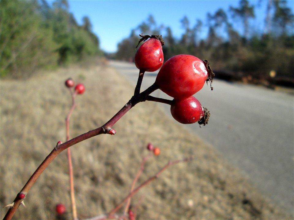 Hunds-Rose (Rosa canina) in der Schwetzinger Hardt