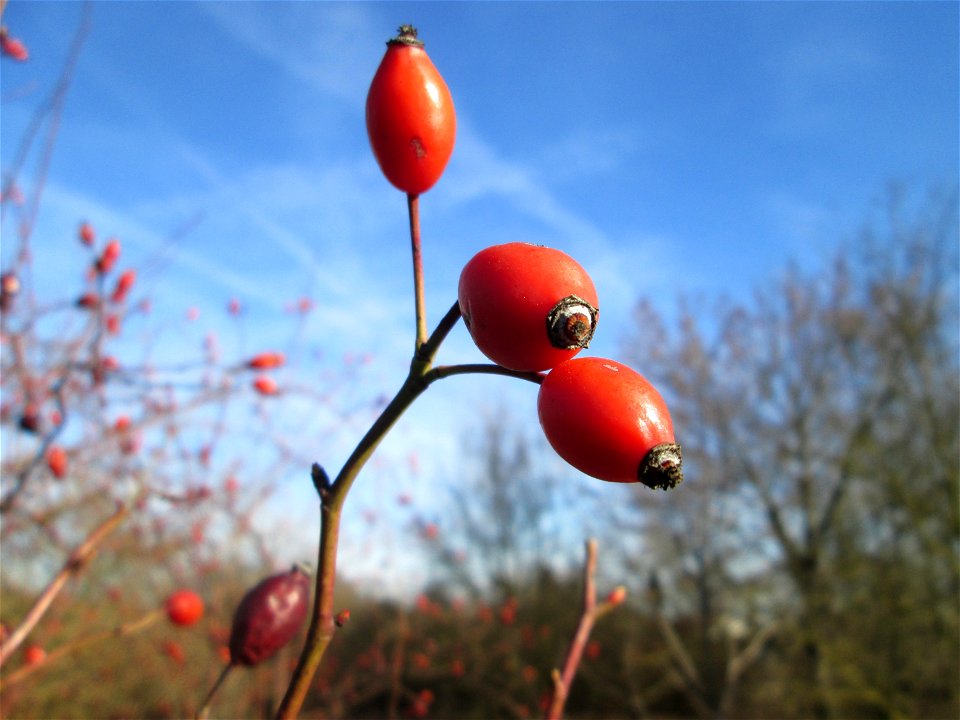 Hagebutten der Hunds-Rose (Rosa canina) in Hockenheim