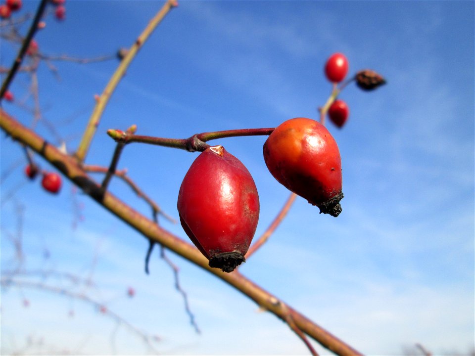 Hagebutten der Hunds-Rose (Rosa canina) bei Reilingen