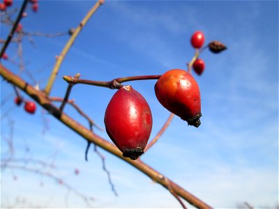Hagebutten der Hunds-Rose (Rosa canina) bei Reilingen