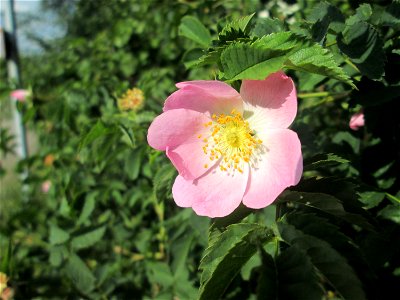 Blüte der Hunds-Rose (Rosa canina) in Hockenheim photo