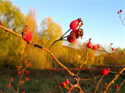 Hunds-Rose (Rosa canina) im Naturschutzgebiet „St. Arnualer Wiesen“