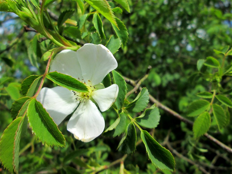 Hunds-Rose (Rosa canina) in einem aufgelassenen Gartengrundstück in Brebach